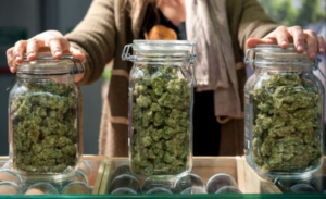Acheter du Cannabis légal en Suisse